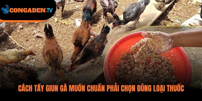 cách tẩy giun gà