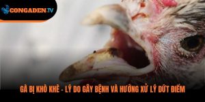 gà bị khò khè