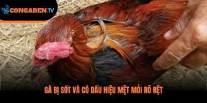 gà bị sốt
