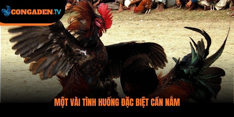 luật đá gà thomo