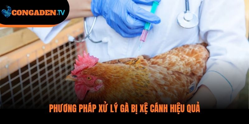 gà bị xệ cánh