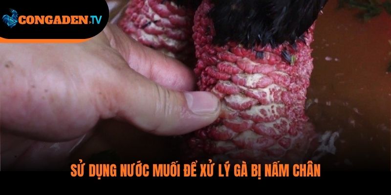 gà bị nấm chân