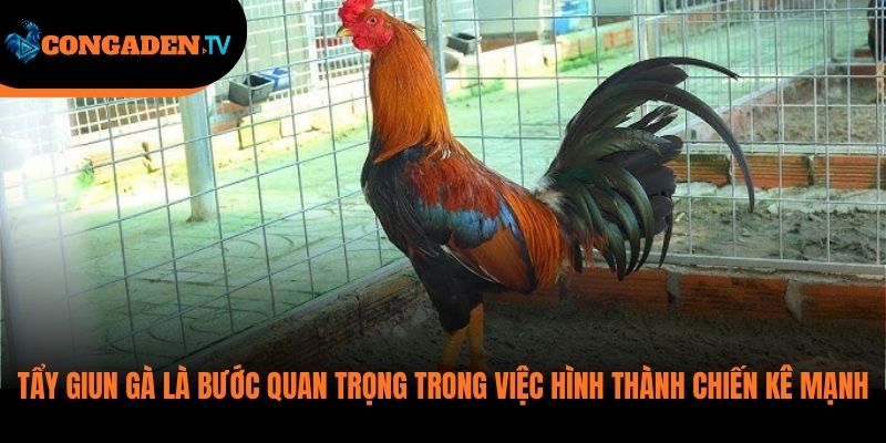 cách tẩy giun gà
