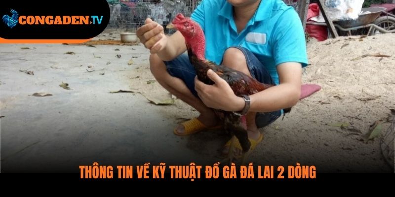 kỹ thuật đổ gà đá