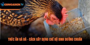 thức ăn gà đá