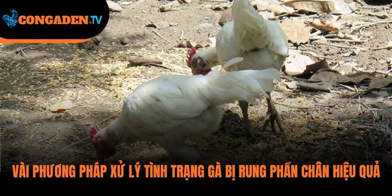 gà bị rung chân