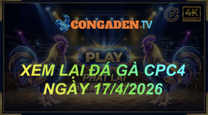 XEM LẠI ĐÁ GÀ CPC4 NGÀY 17/4/26