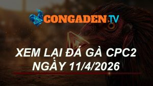 XEM LẠI ĐÁ GÀ CPC2 NGÀY 11/4/26