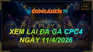 XEM LẠI ĐÁ GÀ CPC4 NGÀY 11/4/26