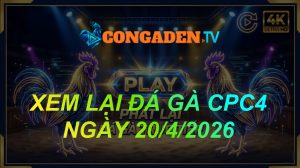XEM LẠI ĐÁ GÀ CPC4 NGÀY 20/4/26