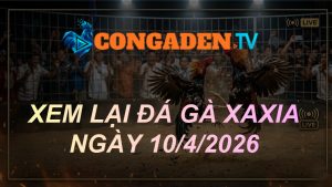 XEM LẠI ĐÁ GÀ XAXIA NGÀY 10/4/26